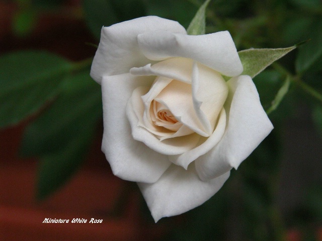 Signature Rose