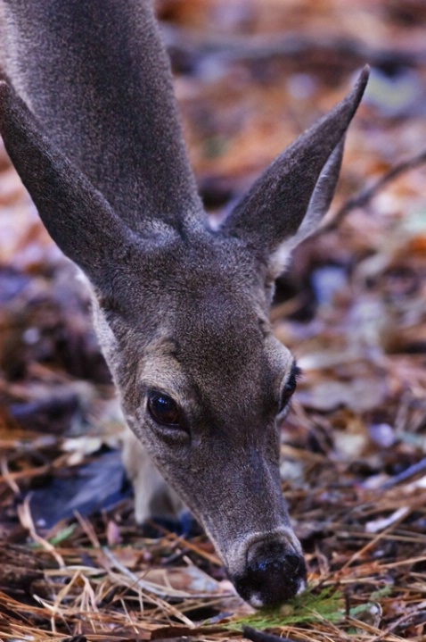 Doe feeding