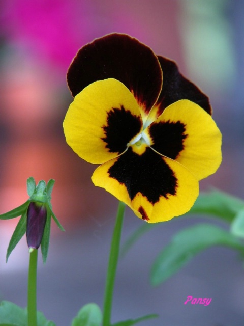  Pansy