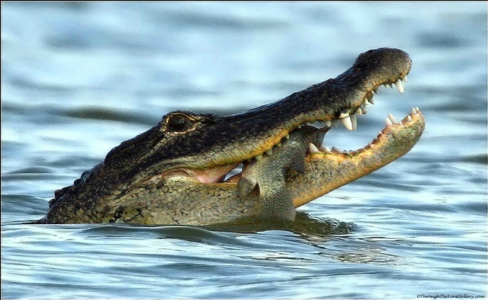 Alligator with Dinner