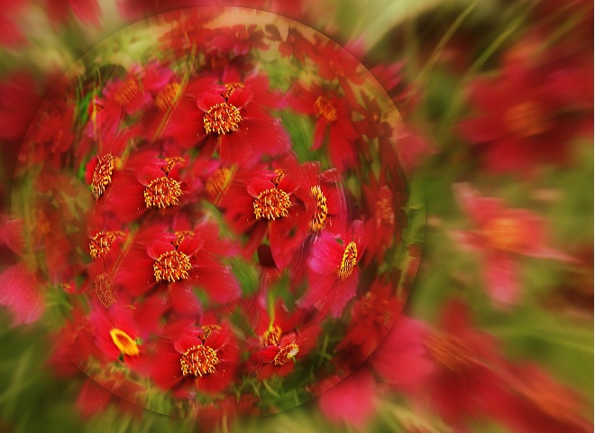 Flower Power