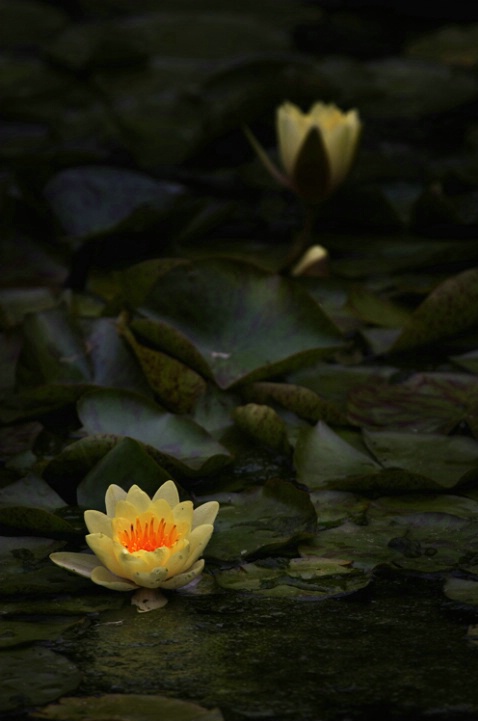 Lilly Pond