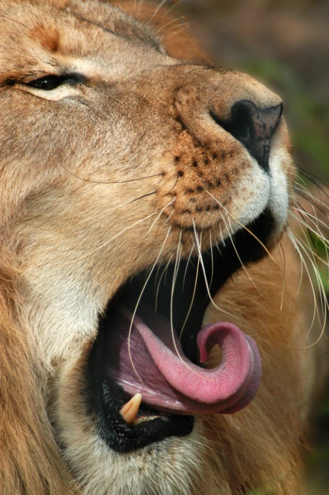 Lion with Curved Tongue