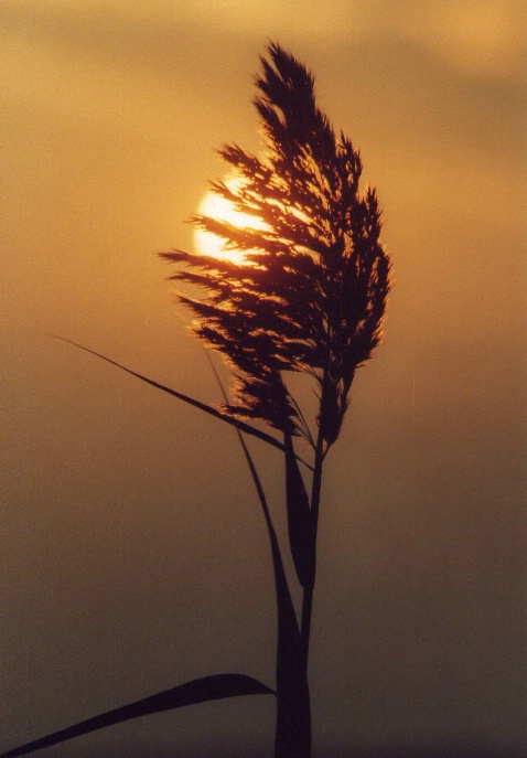 Sun and Grass