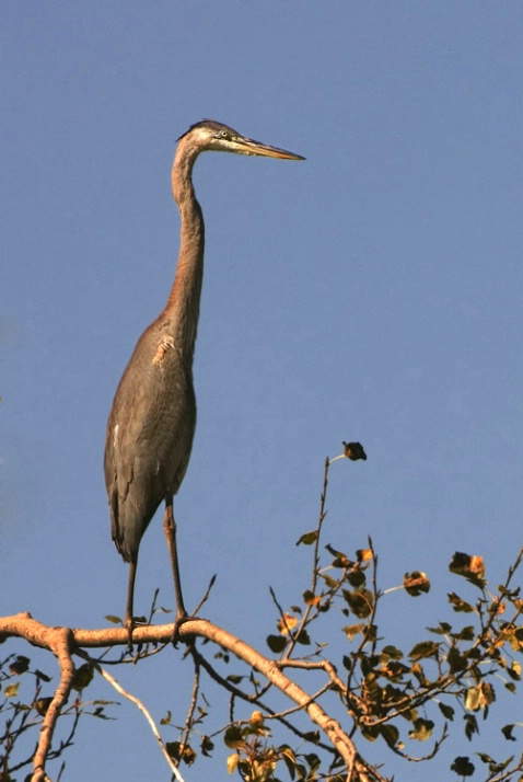 Heron