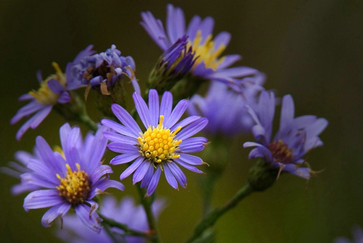 Prairie wildflower