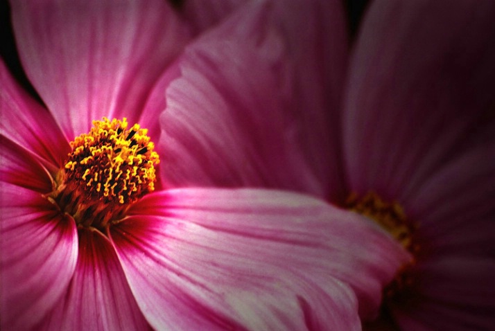 Pink flower