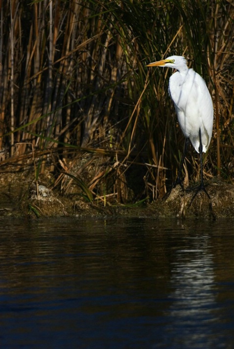 Egret by a pond