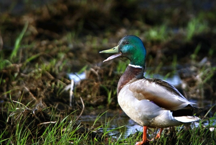 Quack