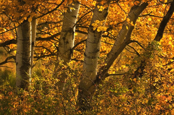 Autumn trees
