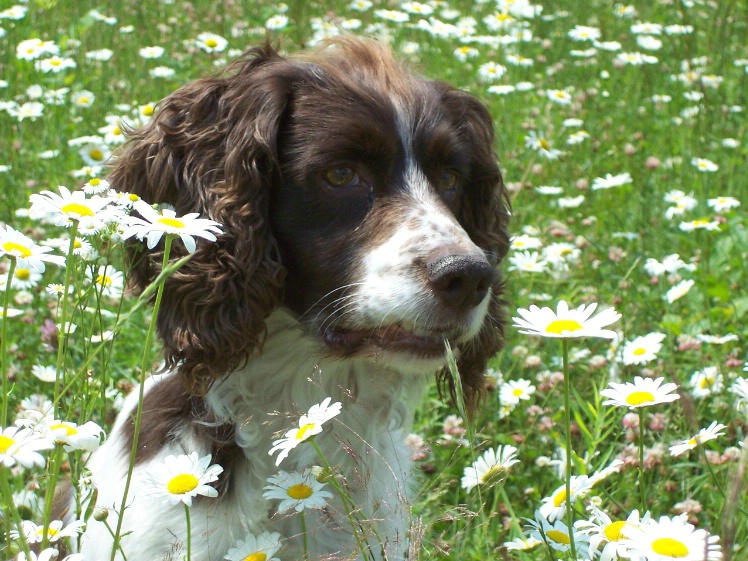 Daisy Fields