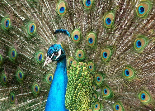 Peacock