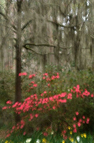 Spanish Moss