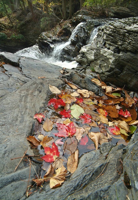 Leaves in Pool