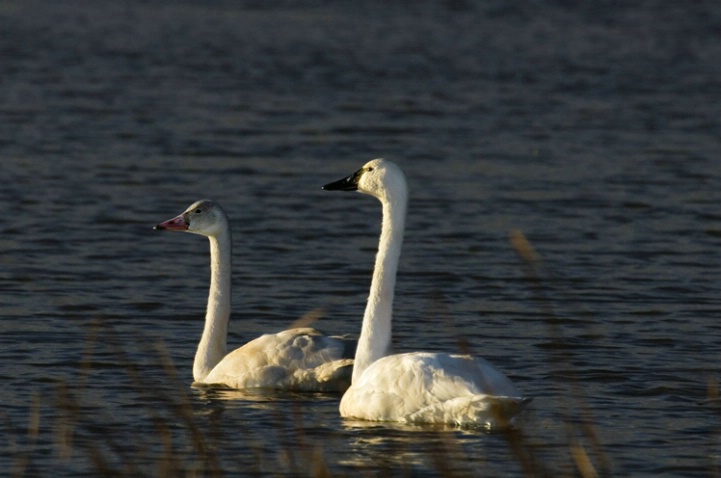 Snow Geese