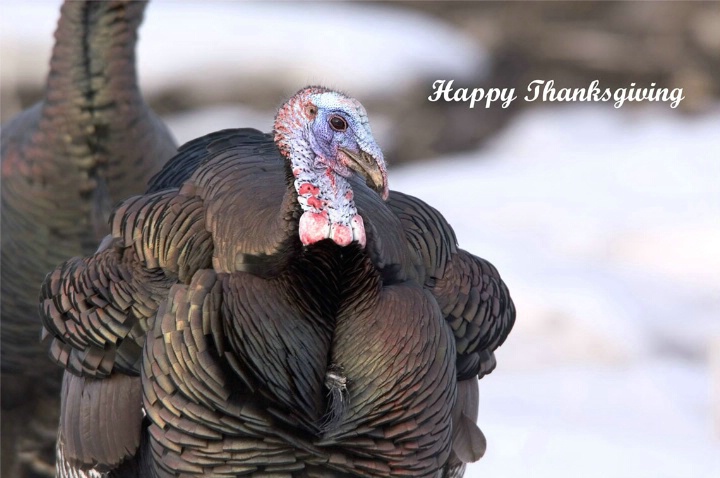 Happy Thanksgiving