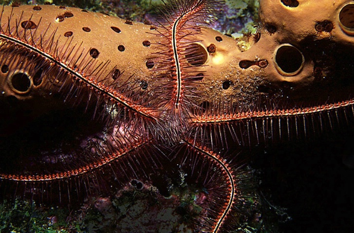 Brittle star II