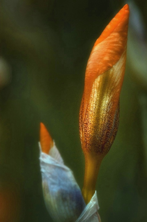 Soft Flame