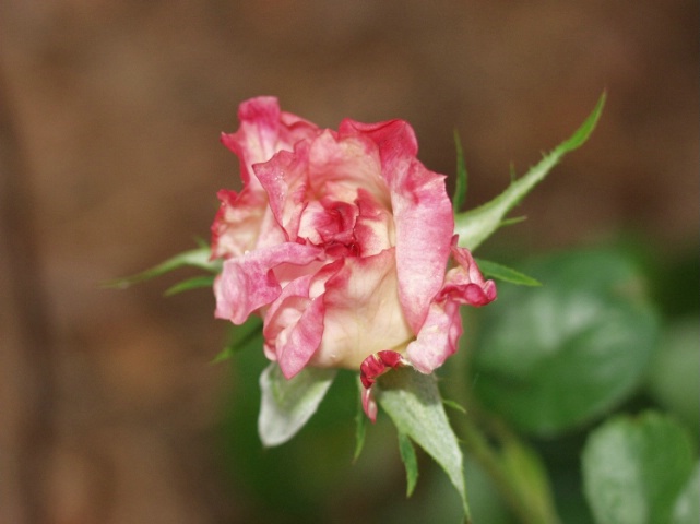 Perfect rose.
