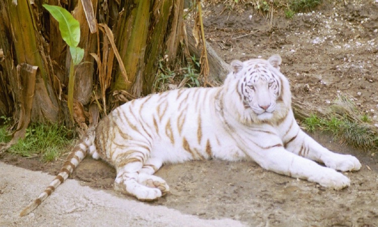New Orleans Tiger