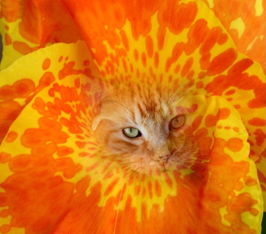 Tiger Lily