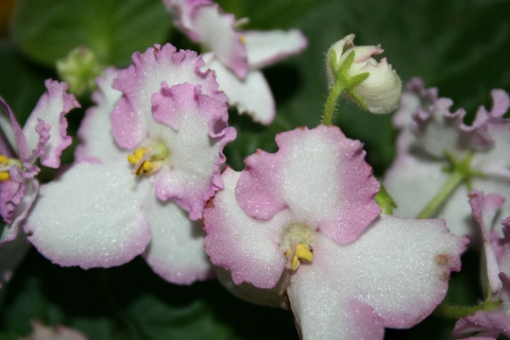 Pink Violets.