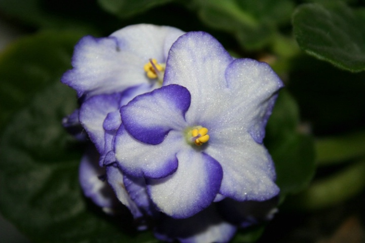 White and purple violets.