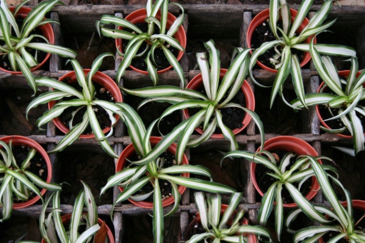 Baby spider plants.