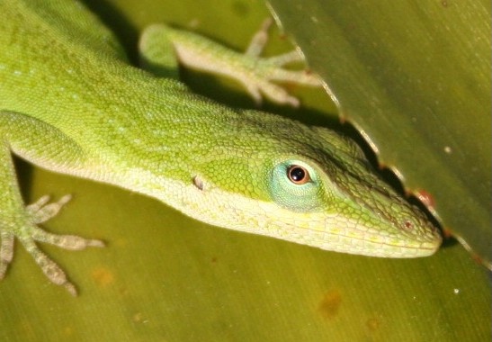 Lizardman