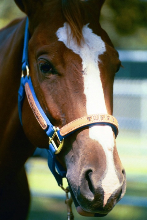 Tuffy, A Real American Quarter Horse Hero