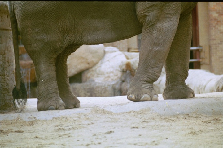 Under the elephant