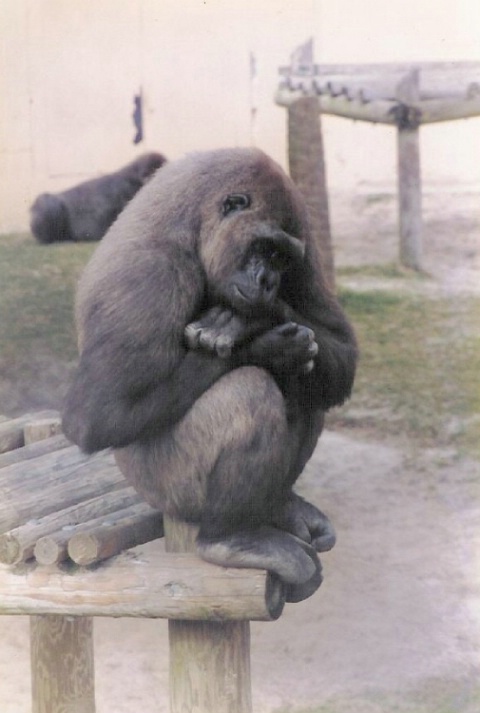 Gorilla at Gulf Breeze Florida Zoo 1996