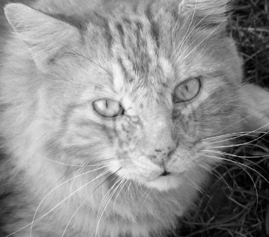 The Tiger Within
