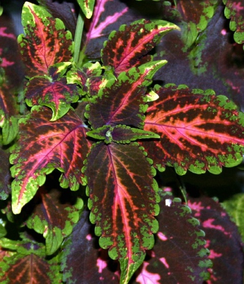 Burst of coleus