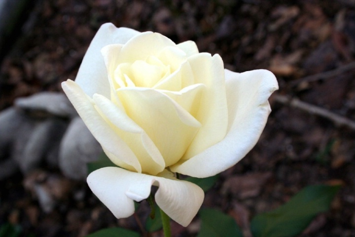 White Rose