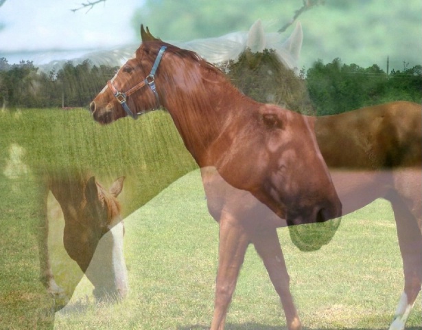 A horse is a horse...