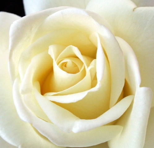 Soft white rose
