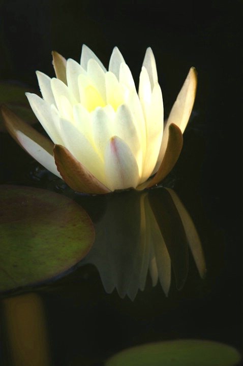Water lilly