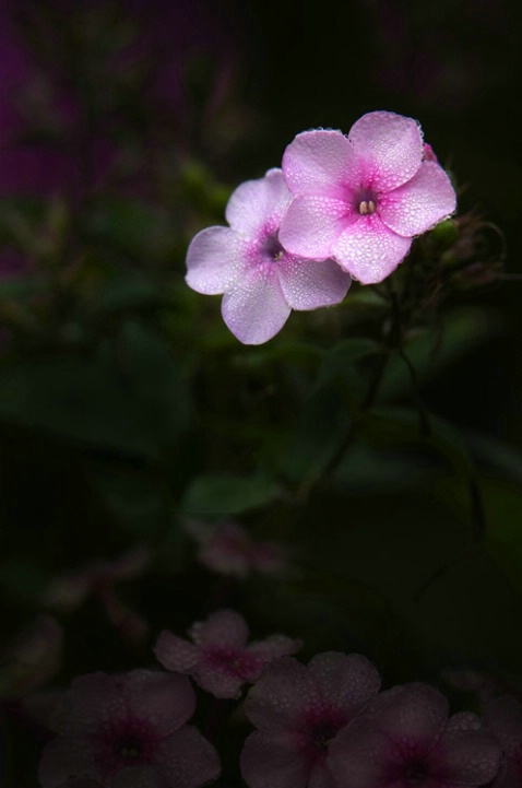 Appalachian Phlox