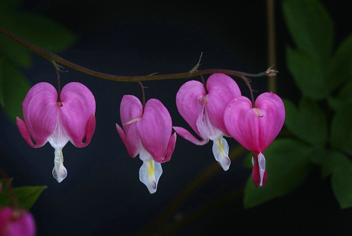 Bleeding hearts