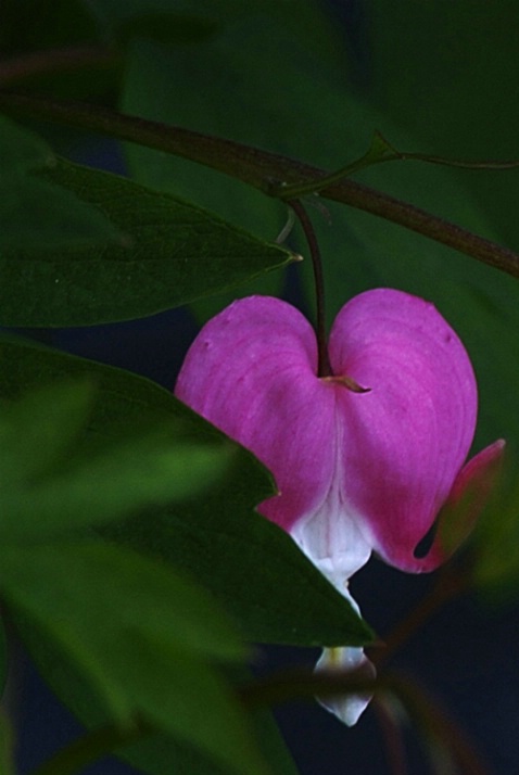 Hidden heart