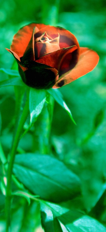 I am the Rose