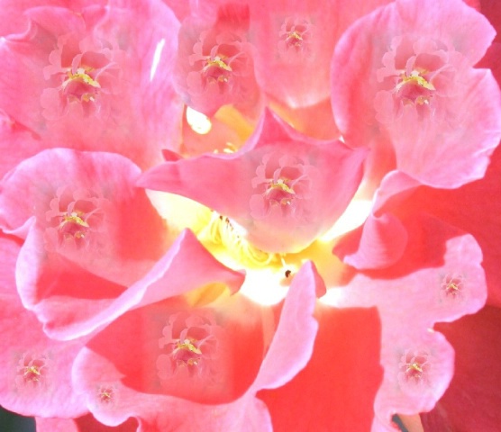 A Dozen Roses
