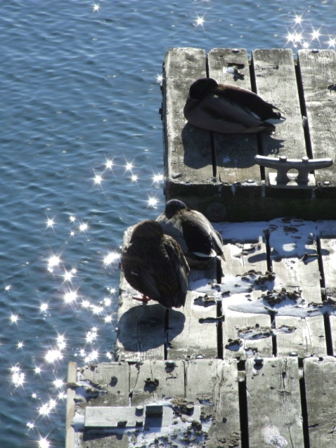 Ducks Sunbathing in Toronto Harbour