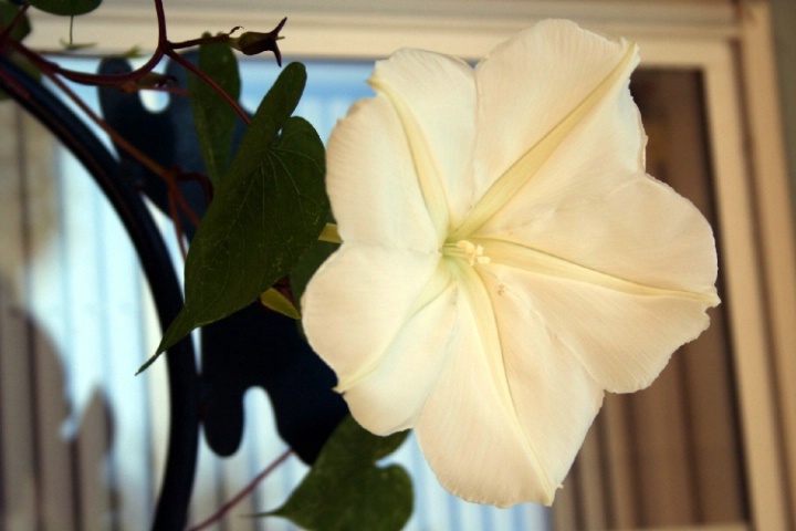 Moonflower