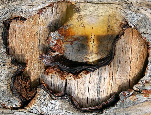 The water in the wood