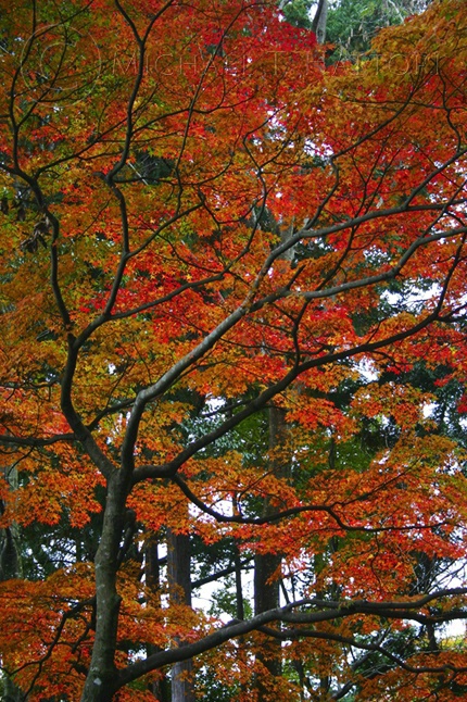 Kyoto Maple
