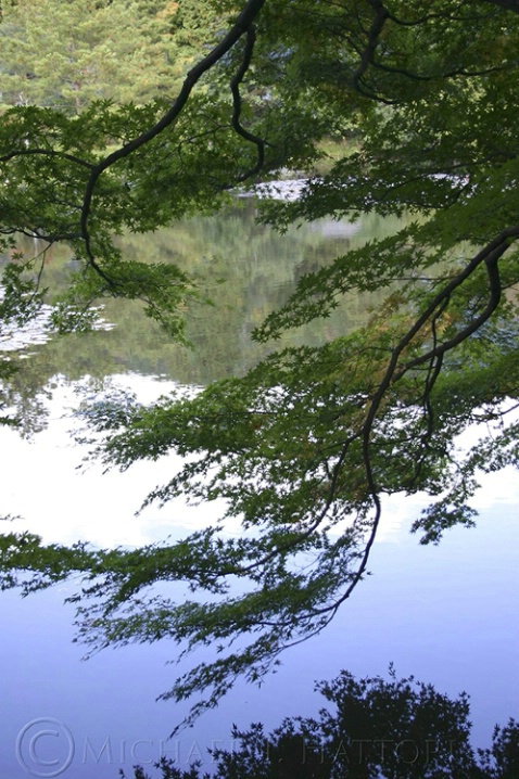 Kyoto Garden Lake Maple