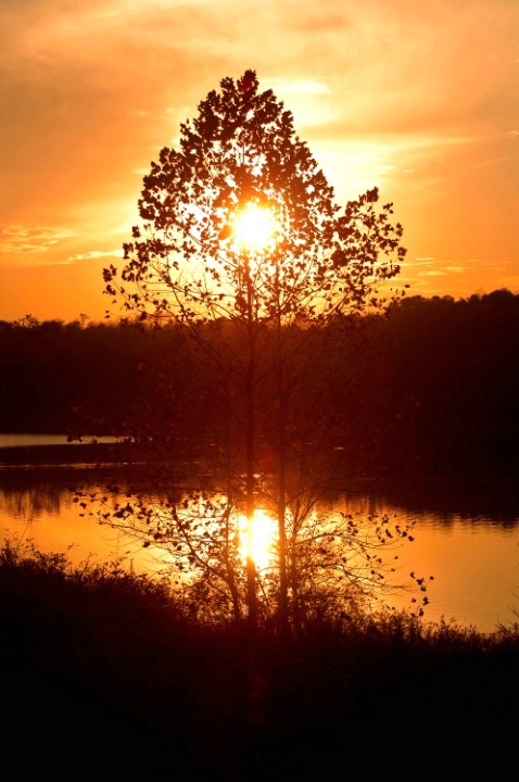 Sunset Through Tree