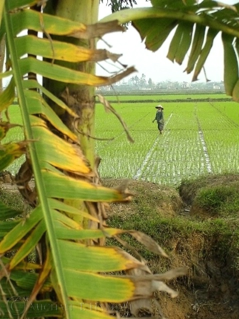 View of Rice Paddy